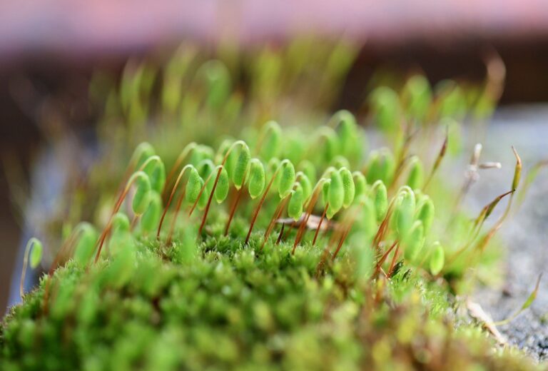 moss, rotary tooth moss, green covering-7920067.jpg