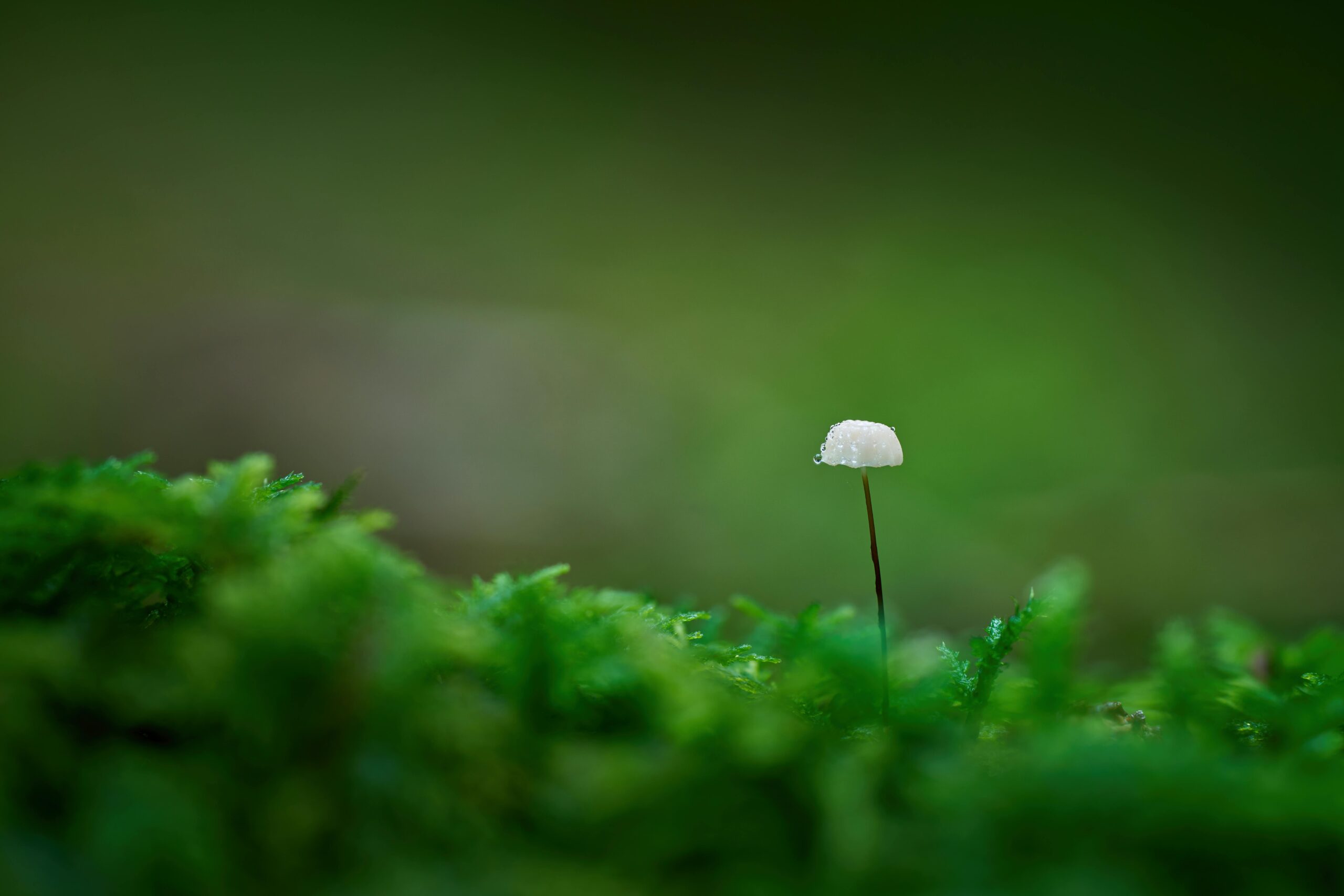 A lone mushroom growing amidst vibrant green moss in a serene outdoor setting.